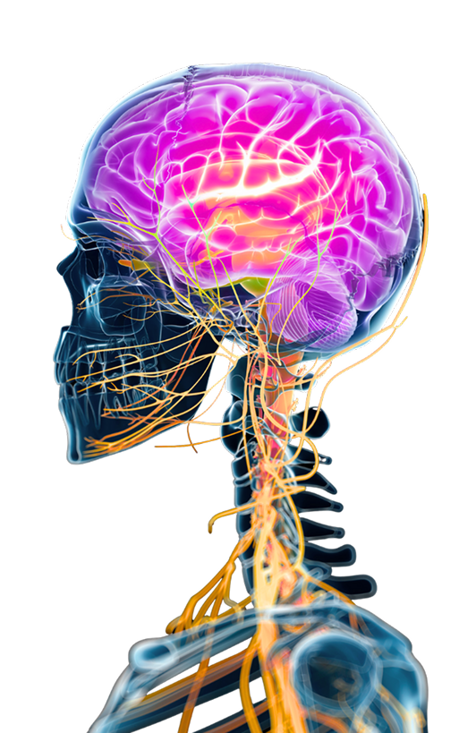 An image of a xray skeleton with a neon lit brain