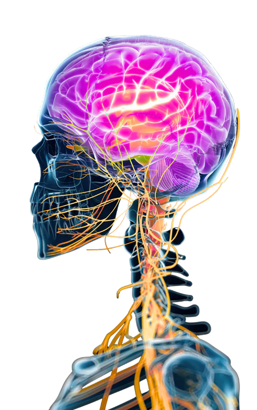 An image of a xray skeleton with a neon lit brain