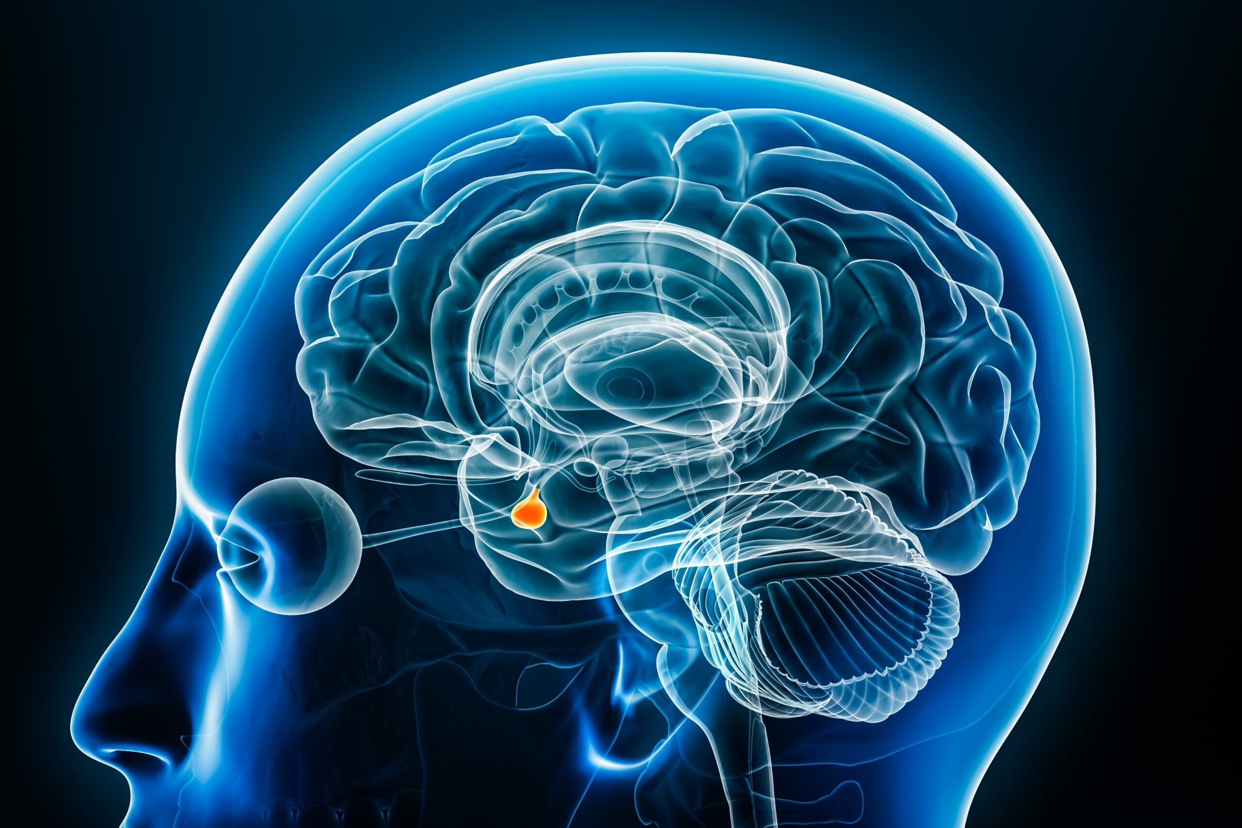 pituitary,gland,x ray,profile,close up,view,3d,rendering,illustration,with